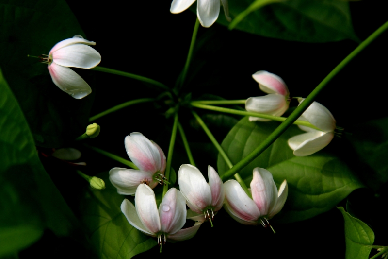 使君子花圖片