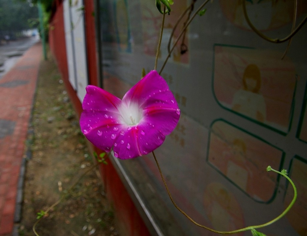 雨后的喇叭花