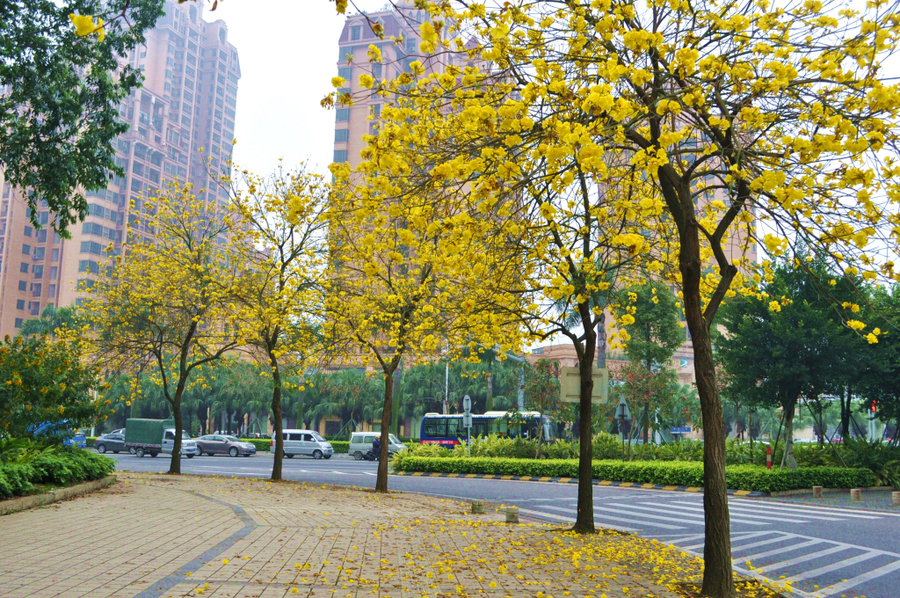 黄花风铃木花图片