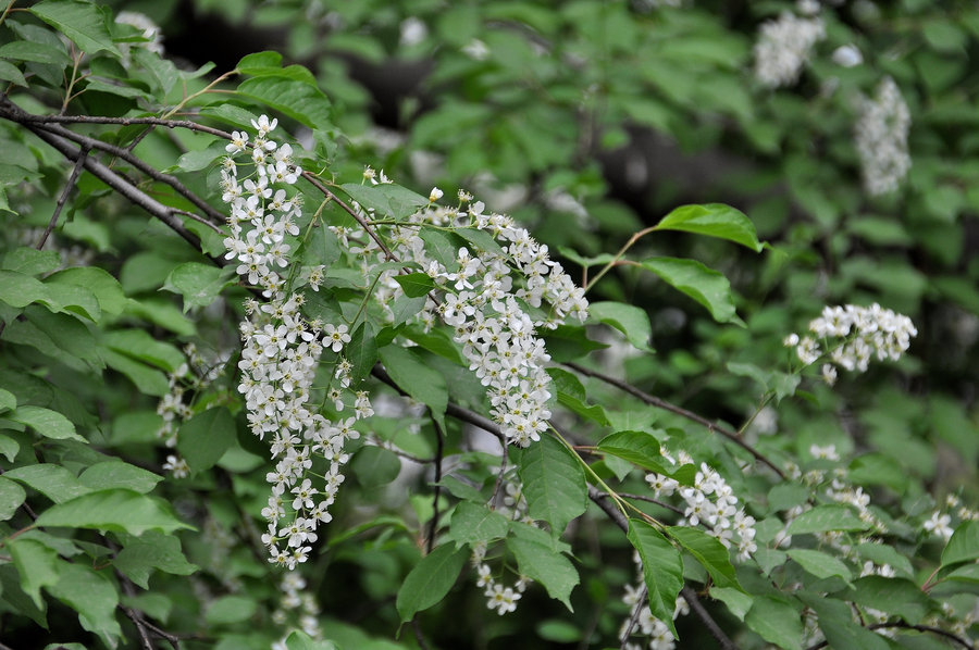 稠李花圖片