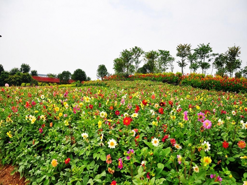 小丽花图片