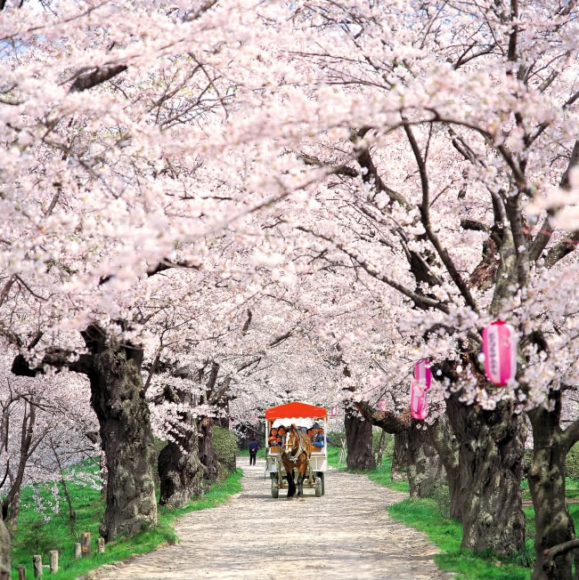 马路两边的樱花树樱花美景图片