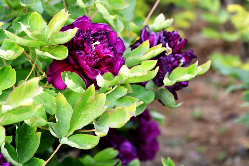 紫牡丹花图片