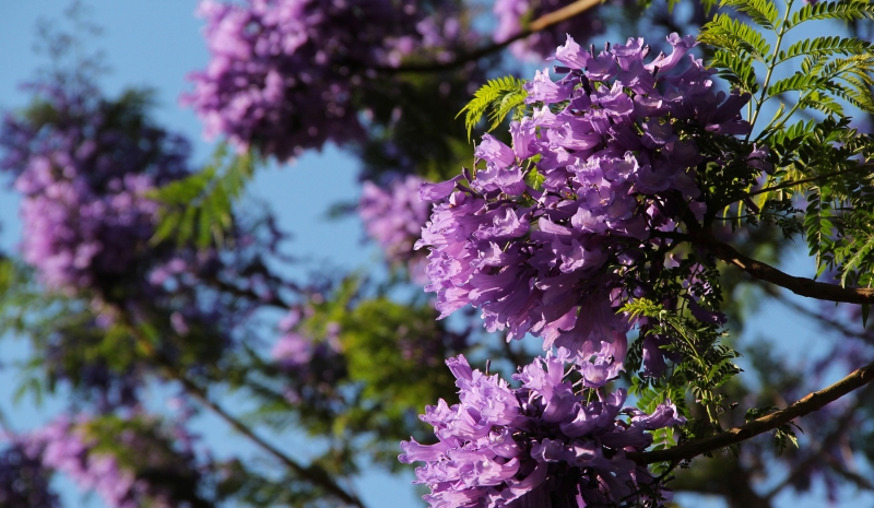 紫色浪漫的藍(lán)花楹圖片