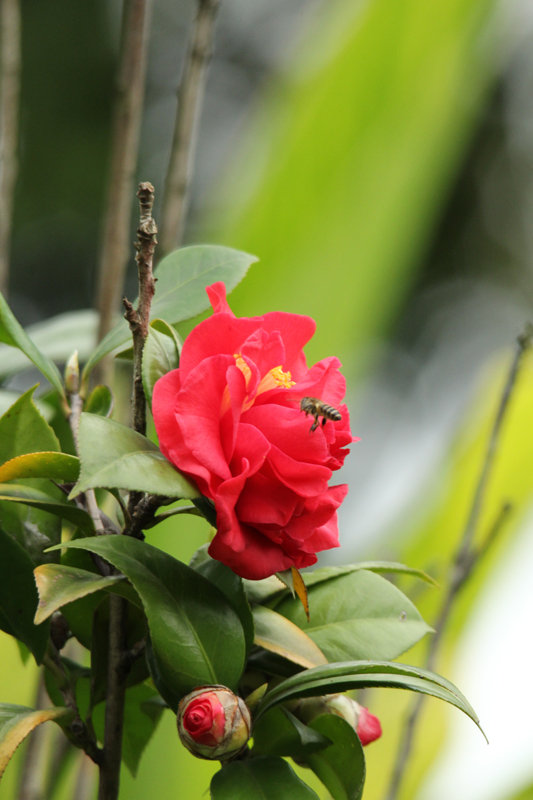 紅艷艷山茶花圖片