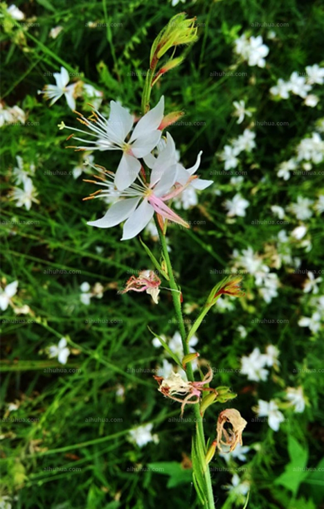 山桃草圖片