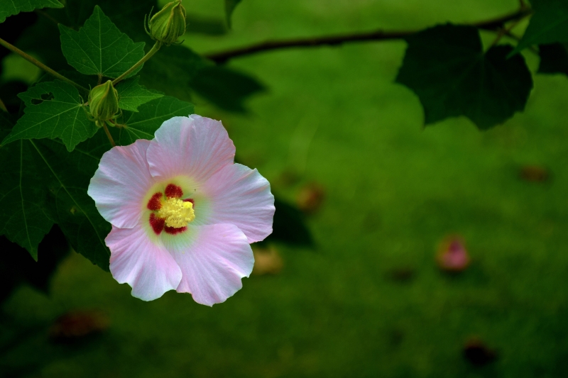 粉色木芙蓉图片