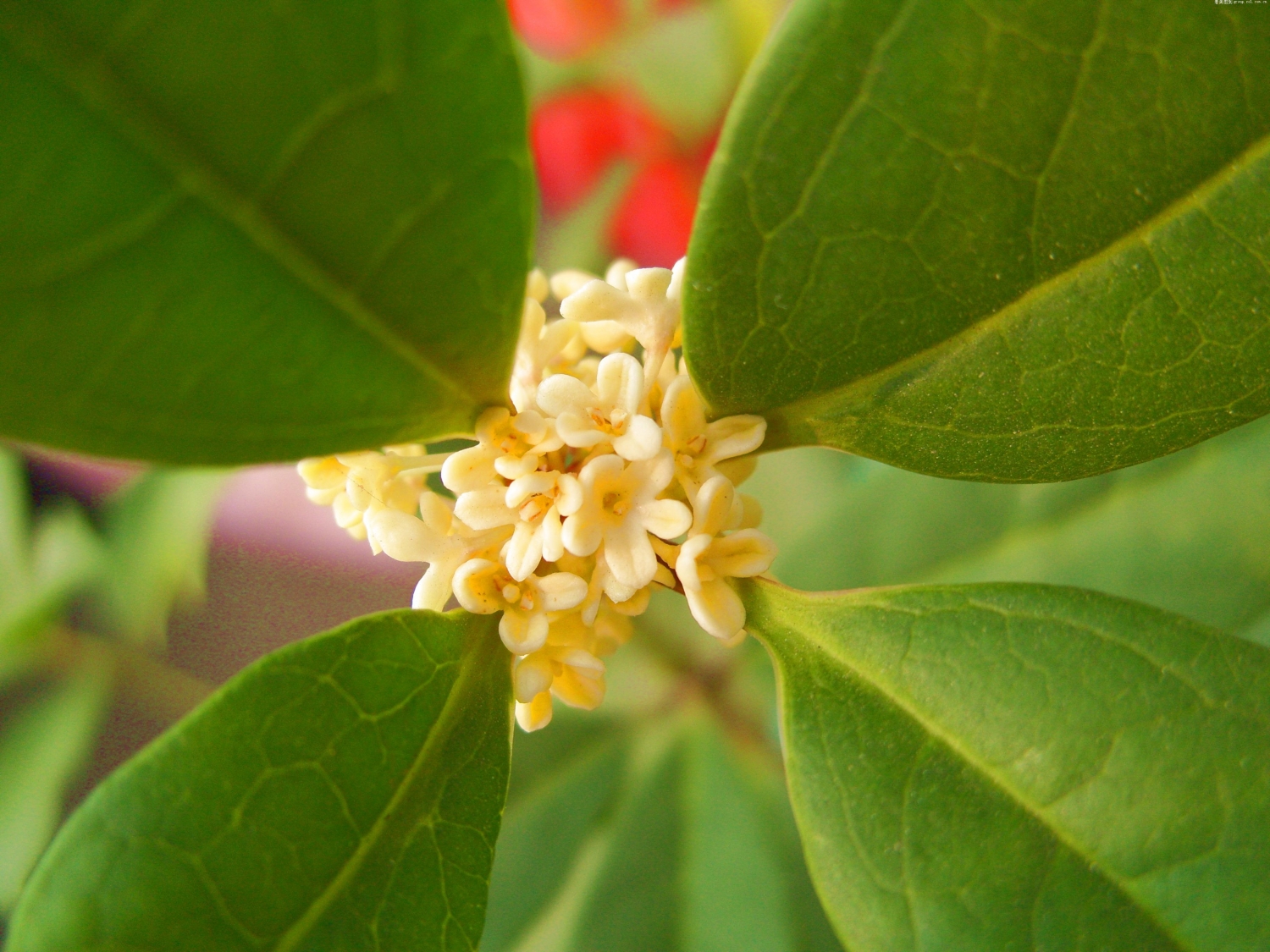 桂花高清圖片欣賞