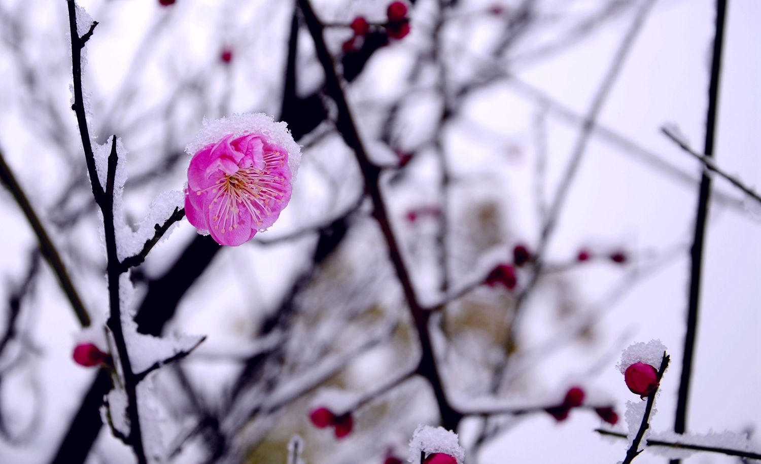 梅花欢喜漫天雪