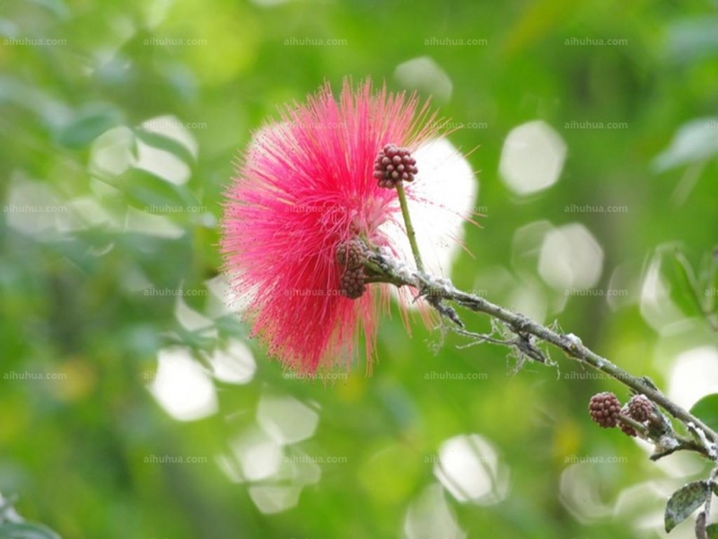 朱纓花圖片