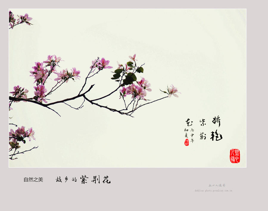 故鄉(xiāng)的紫荊花圖片