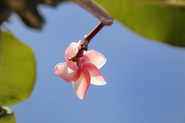 三亚那些鸡蛋花