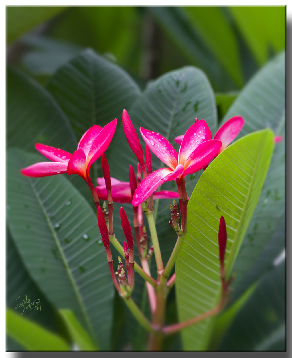 孕育希望的鸡蛋花