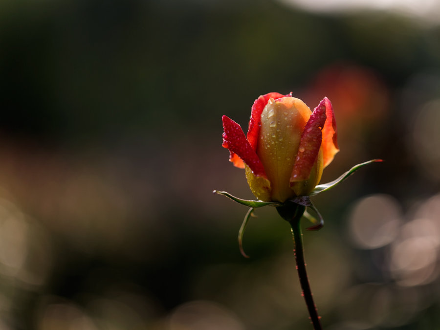 絢爛的月季花高清圖片