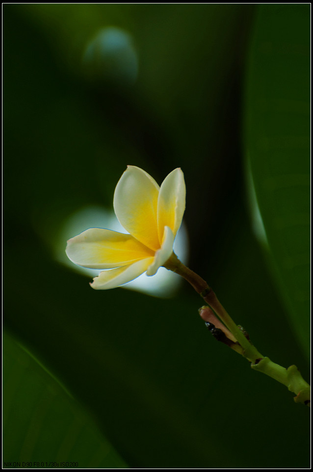 鸡蛋花小品一组