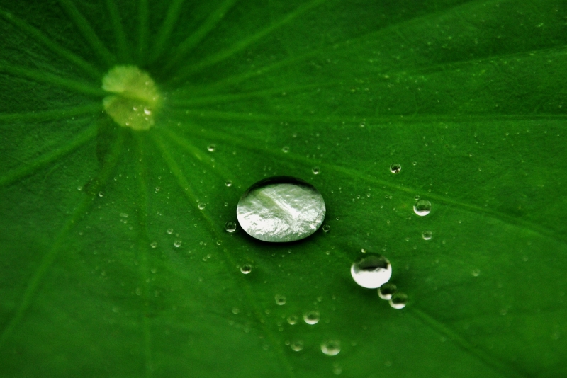 荷叶上的水珠图片