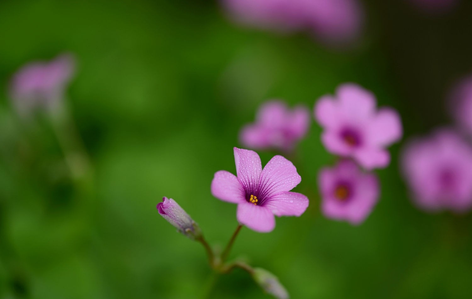 红花酢酱草