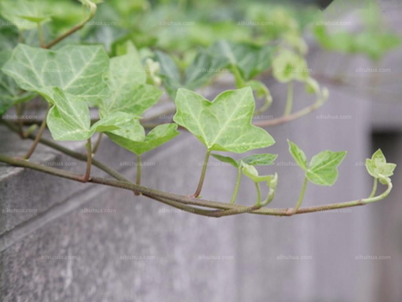 爬山虎的图片