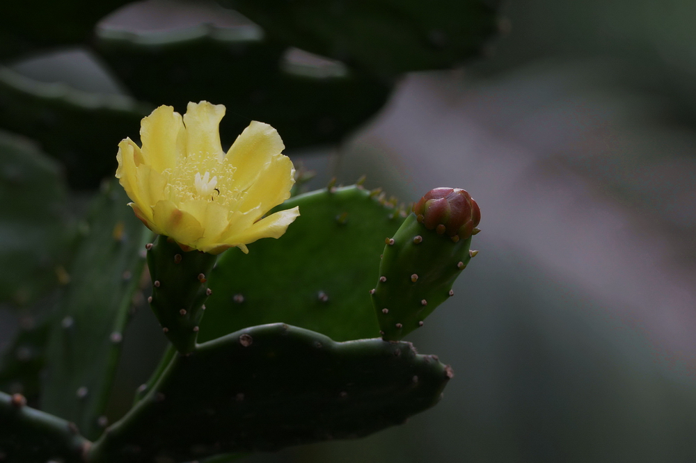 仙人掌花和仙人球花图片