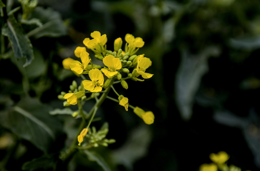 平凡不失清新的油菜花