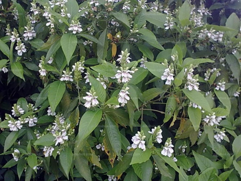 鴨嘴花圖片