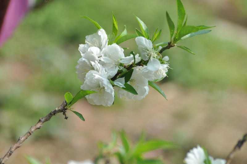 白色桃花圖片