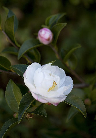 茶梅花卉图片大全