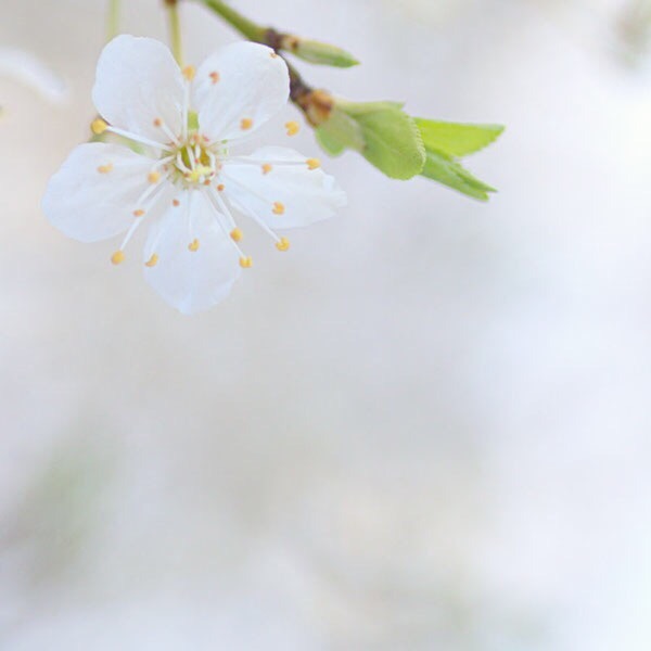 亮的梨花图片