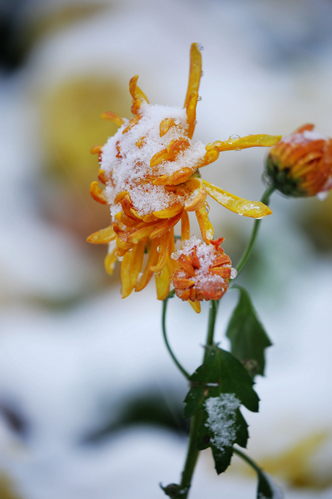 雪中依然坚守的菊花