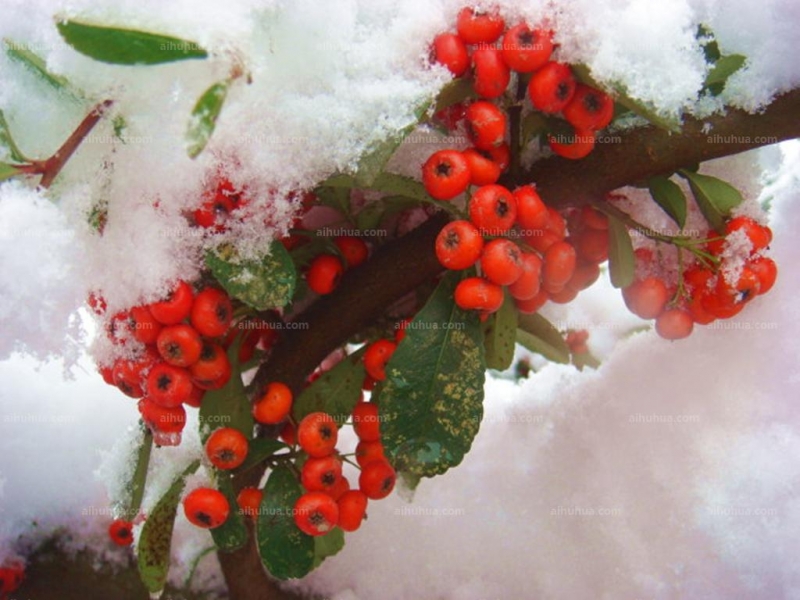 雪下红图片