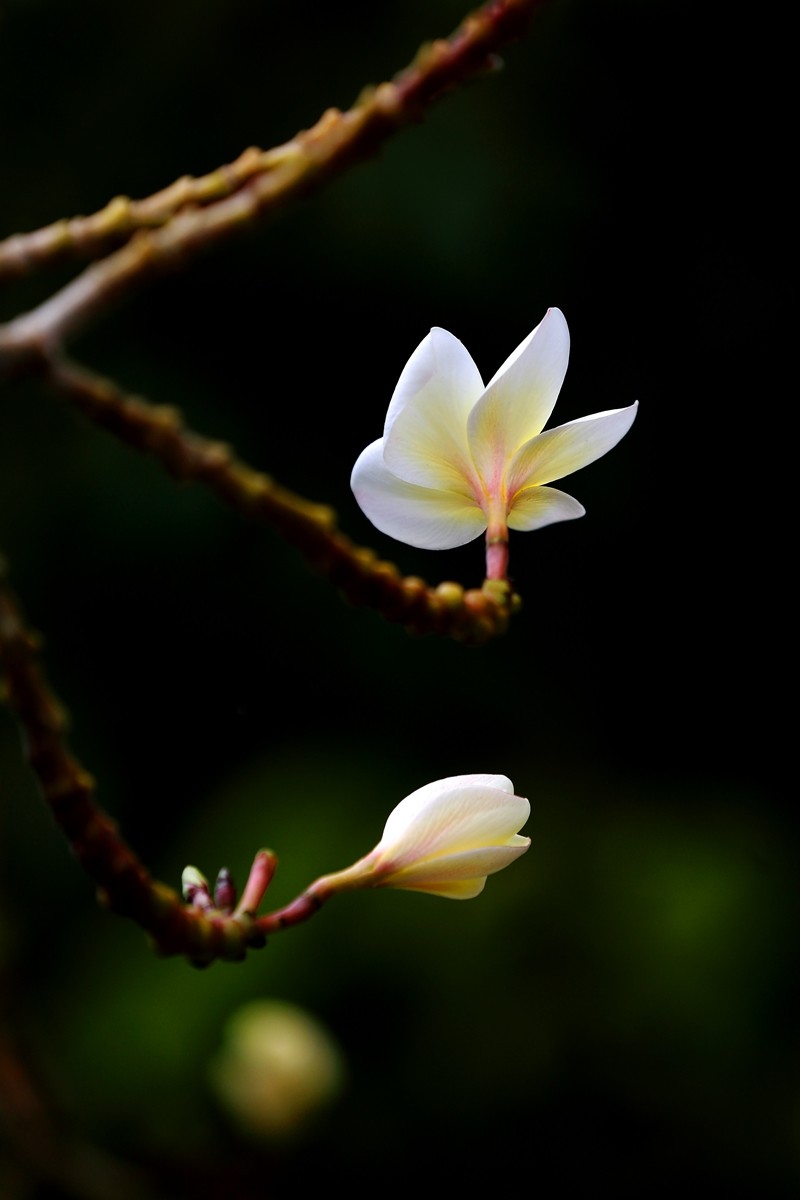 枝头俏丽的鸡蛋花