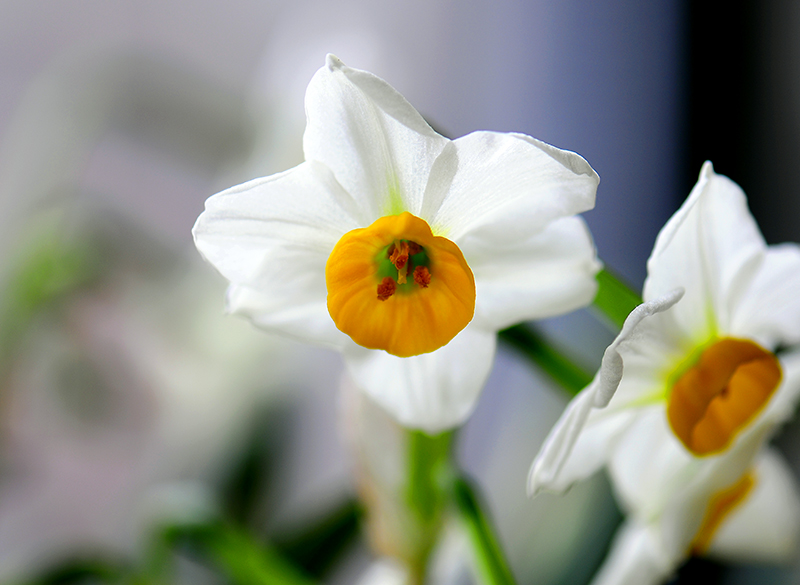 漳州水仙花