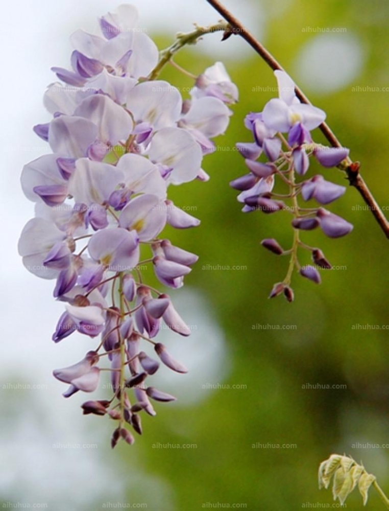 葛花圖片