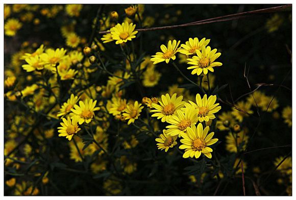 野生山菊花