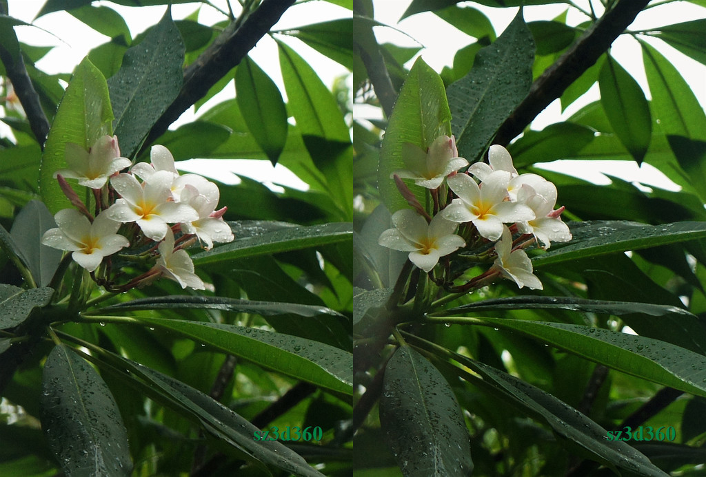 雨后雞蛋花