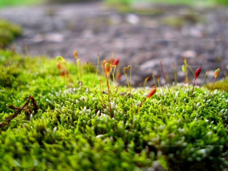 螺旋蘚苔圖片