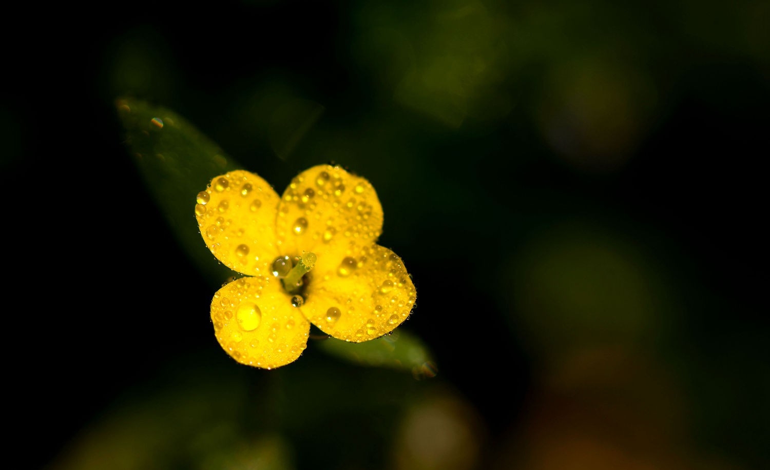 油菜花正黄