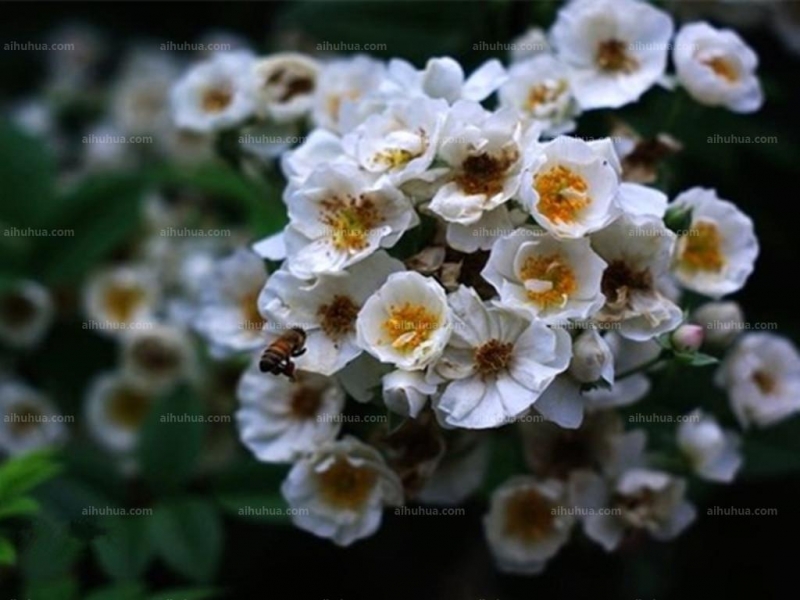 荼靡花图片