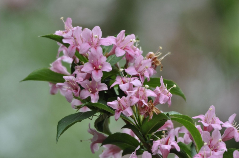 錦帶花圖片