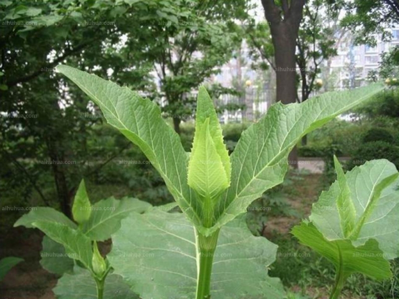 串叶松香草图片