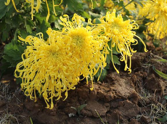 風韻菊花圖