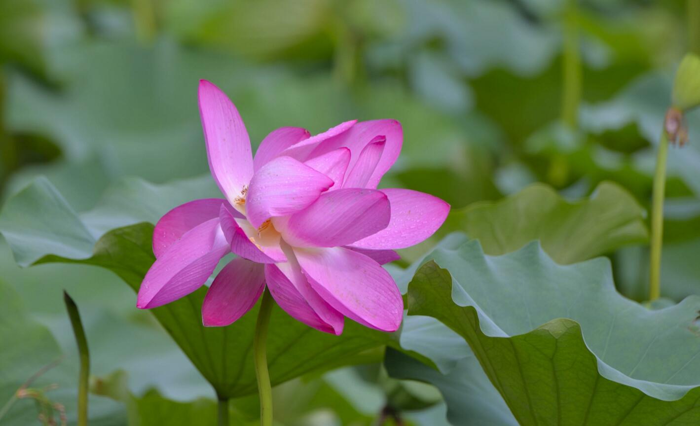 雨后荷花圖