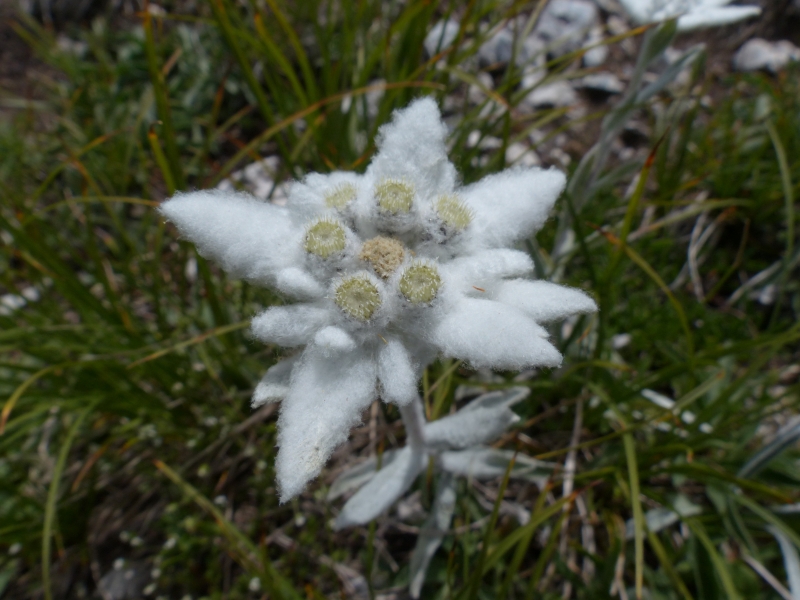 雪絨花圖片