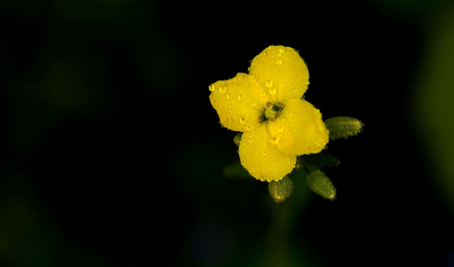 油菜花正黄