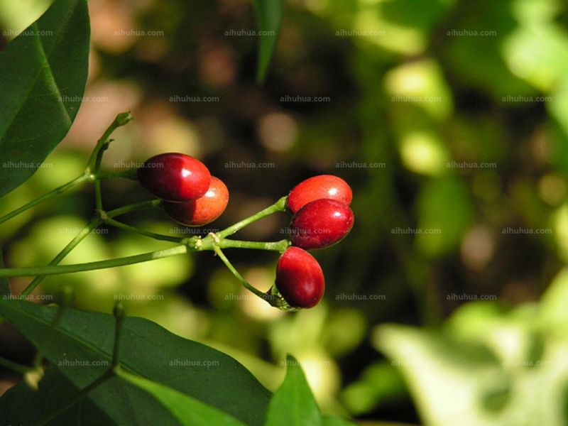 萝芙木图片