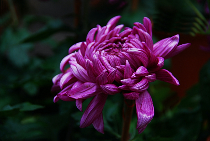 紫色菊花的图片