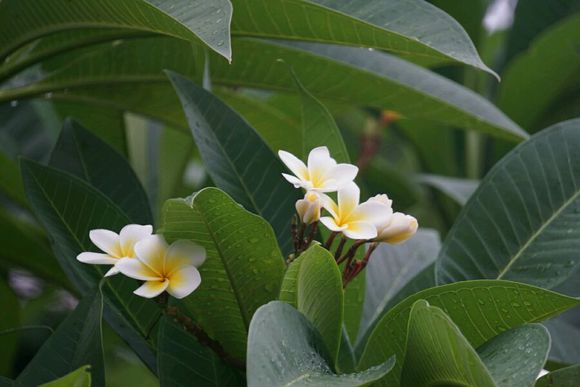 雞蛋花湊熱鬧