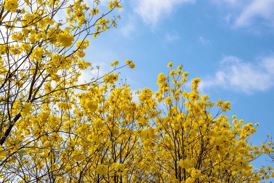 黄花风铃木花图片