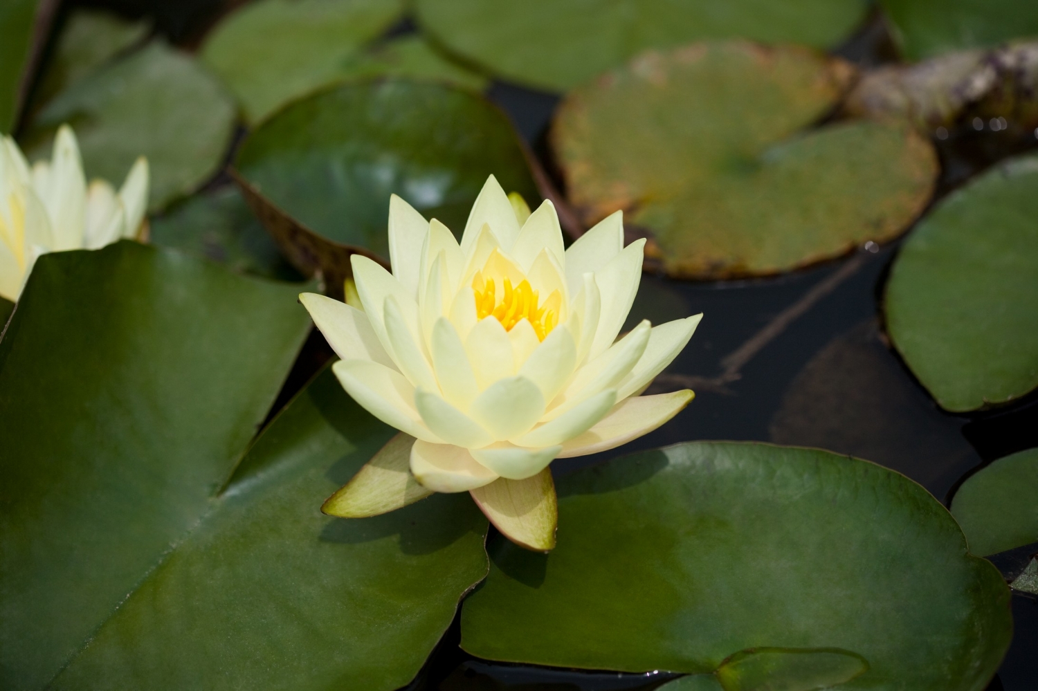 野生蓮花圖片