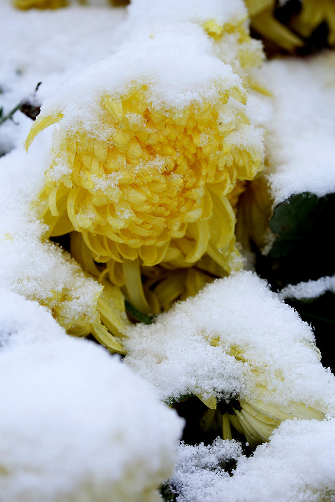 雪中依然坚守的菊花